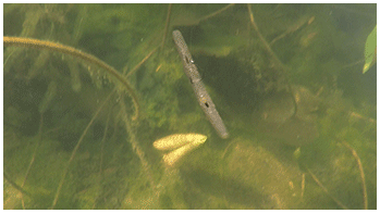 See Mighty Bite&trade; Worm in action!